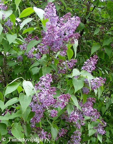 Syringa vulgaris
